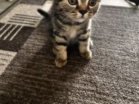 Bkh Kater