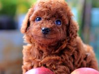 Toypudel (Pudel), Ein kleines Mädchen, red-brown