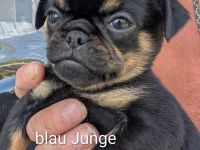 Retro Mops Welpen