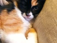 Sibirische Waldkatze Mix Glückskatze