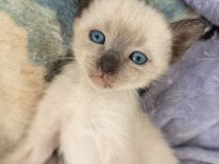 Reinrassige Siam Kitten