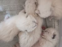 Reinrassige Siam Kitten