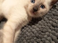 Reinrassige Siam Kitten