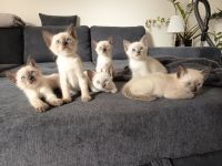 Reinrassige Siam Kitten