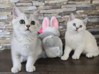 Britisch Kurzhaar Kitten suchen ein liebevolles Zuhause