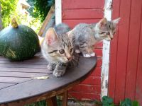 2 graue Tigerkaterchen von privat * 25.6.26