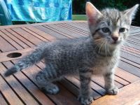2 graue Tigerkaterchen von privat * 25.6.26