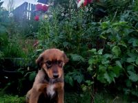 Australien Shepherd Mix Welpen