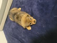 Australien Shepherd Mix Welpen