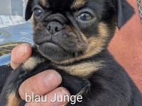 Retro Mops Welpen