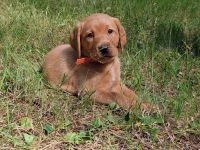 Labradorwelpe Roxy sucht ihre Lieblingsmenschen