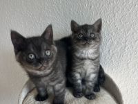 Britisch Kurzhaar Kitten