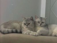 Katzen suchen gemeinsam ein liebevolles Zuhause ❤️