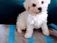 Bichon Frise Welpen