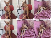 Speedy – wer hat eigentlich diese Ohren bestellt?