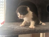Süße Mix Kitten suchen ein liebevolles Zuhause (Reservierung ab sofort)