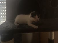 Süße BKH Mix Kitten suchen ein liebevolles Zuhause (Reservierung ab sofort)