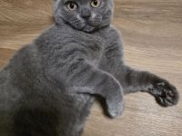 Zuckersüßes Kätzchen (Mädchen) sucht ein liebevolles Zuhause in Dresden