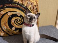 Thaikitten Thaikatze Hundskatze Alte Siam Thai Katze Kater