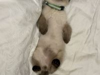 Thai Katze Kater Thaikitten Thaikatze Hundskatze