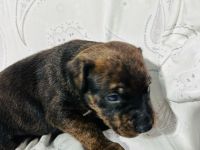 Boxer × Old English Bulldog × Rottweiler Mix Welpen