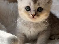 Britisch kurzhaar kitten