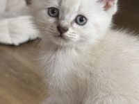 Britisch kurzhaar kitten