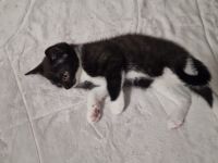 Süße BKH-EKH mix Kitten