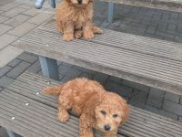 Maltipoo Welpen