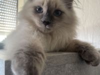 Sibirische Kitten zu verkaufen