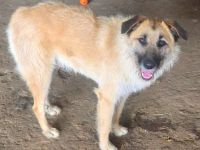 Gatsby, 1,5 Jahre alt, gross und Menscenbezogen, braucht ein gutes Zuhause