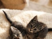 BKH Weibchen und Männchen mix