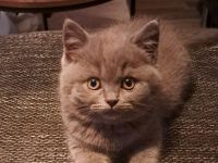 BKH Blue Kater 550 VB