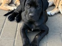 Hundewelpen Deutsche-Dogge-Boxer, Bordeauxdogge-Viszla-Mischling