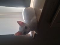 Katze nala sucht ein zuhause entwurmt