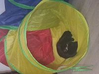Kater felix sucht ein neues zuhause entwurmt