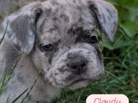Französische Bulldoggen freiatmend sportlich und mit Rute