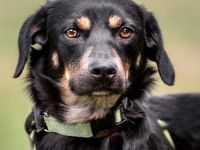 Nita in 92431 Neunburg sucht ihr Für-immer-Zuhause