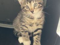 Zwei liebevolle Kater suchen ein neues Zuhause