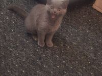 Kitten abzugen BKH