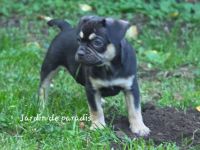 Alternativ Französische Bulldoggen Welpen mit Rute und guter Schnauze inkl Ahnentafel