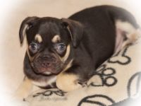 Alternativ Französische Bulldoggen Welpen mit Rute und guter Schnauze inkl Ahnentafel