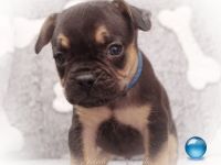 Alternativ Französische Bulldoggen mit Rute und guter Schnauze inkl Ahnentafel