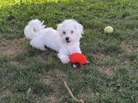 Malteser Chihuahua Mix