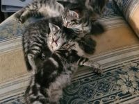 3 wundervolle 10 Wochen alte Kitten