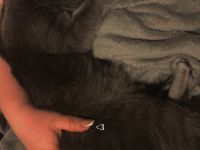 Kater, Katze, Hauskatze