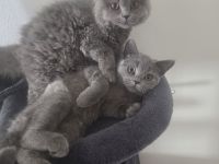 Bkh/Blh katzen Mädchen zu verkaufen dringend