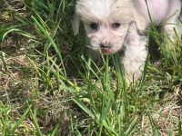 Süße Chinesische Schopfhund Welpen (Chinese Crested) suchen ihr Traumzuhause mit blauen Augen