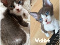 Sphynx Kitten Elf