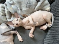 Sphynx Kitten Elf